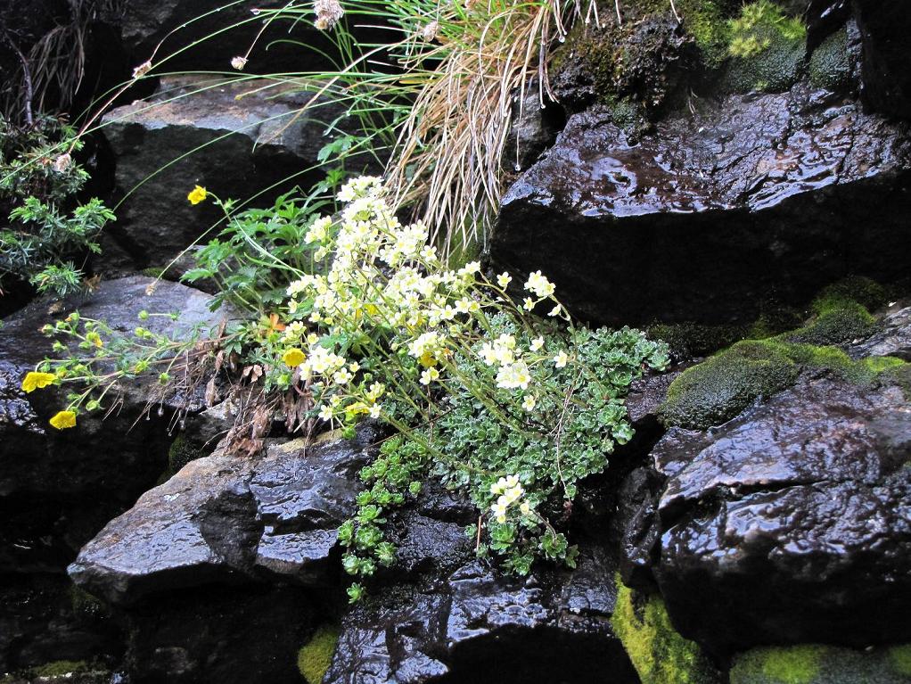 Saxifraga paniculata